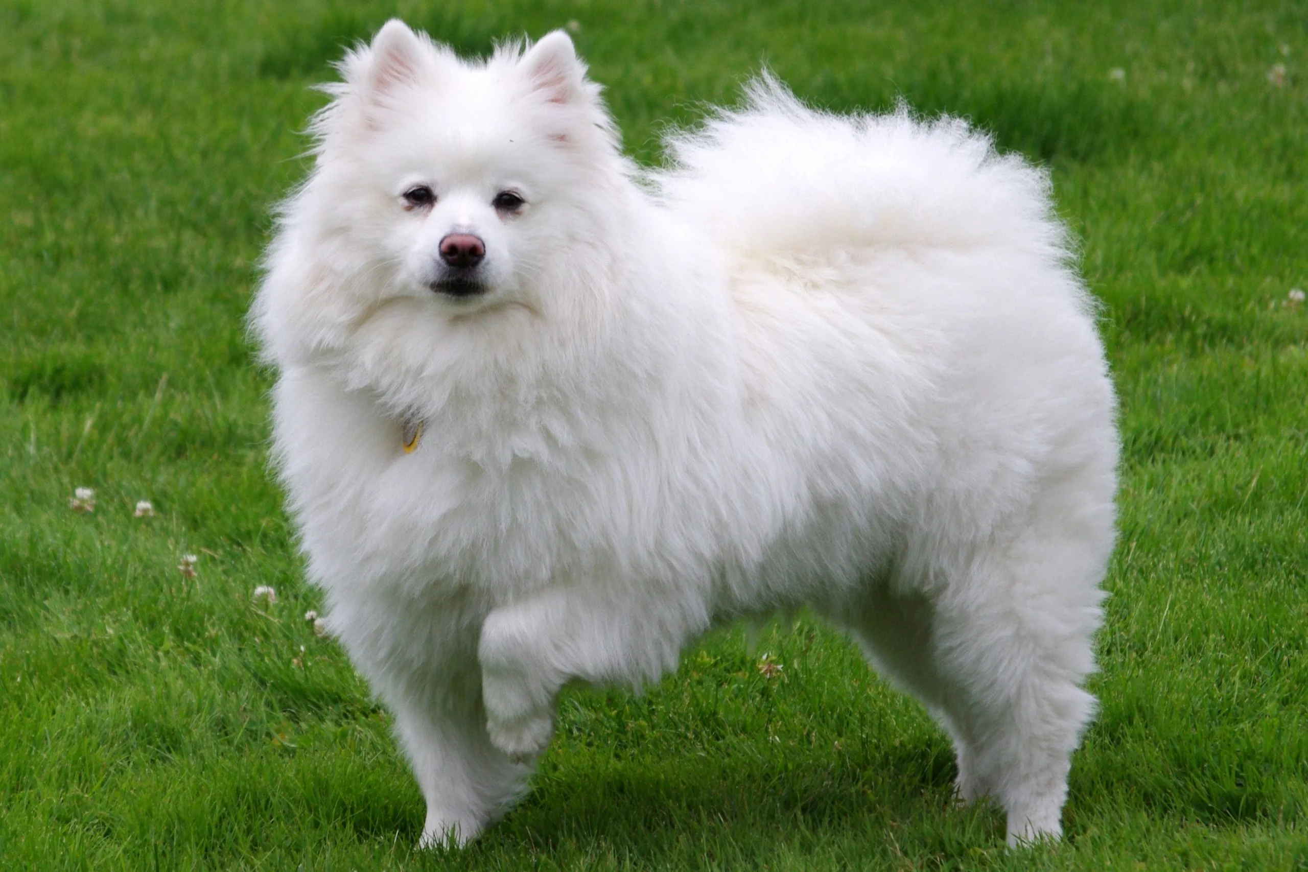 Amerikos eskimo šuo