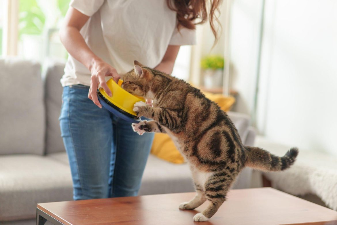 Ar katėms tikrai reikia šlapio maisto? Mitybos faktai ir patarimai