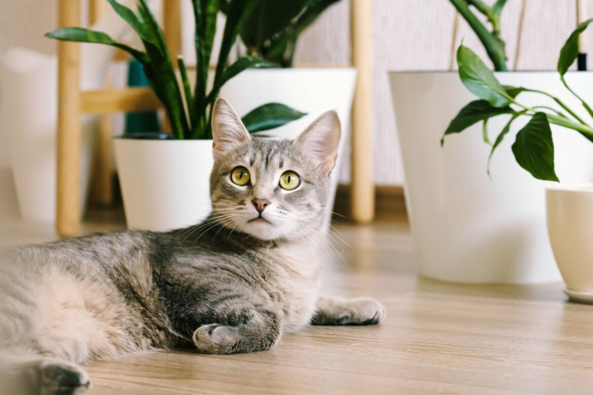 Ar katės turėtų būti naminiai ar lauko augintiniai?