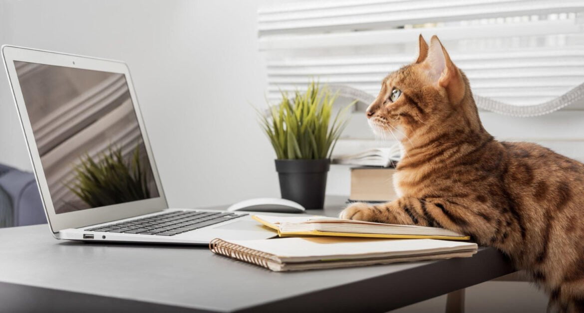 Kaip iš tikrųjų jaučiasi katės, kai dirbate namuose?