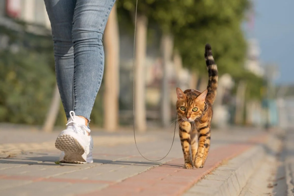 Kaip išmokyti katę vaikščioti ant pavadėlio