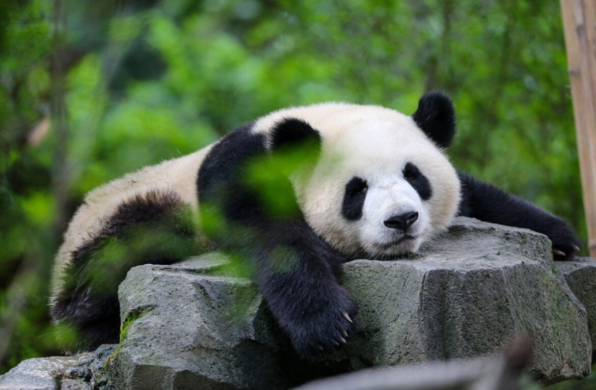 Panda sapne