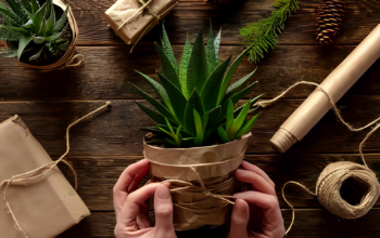 Kodėl kambariniai augalai yra puikios dovanos