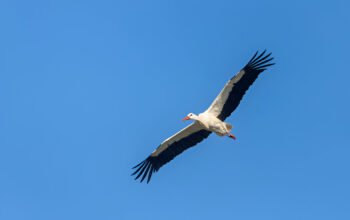 10 įdomių ir stebinančių faktų apie gandrus