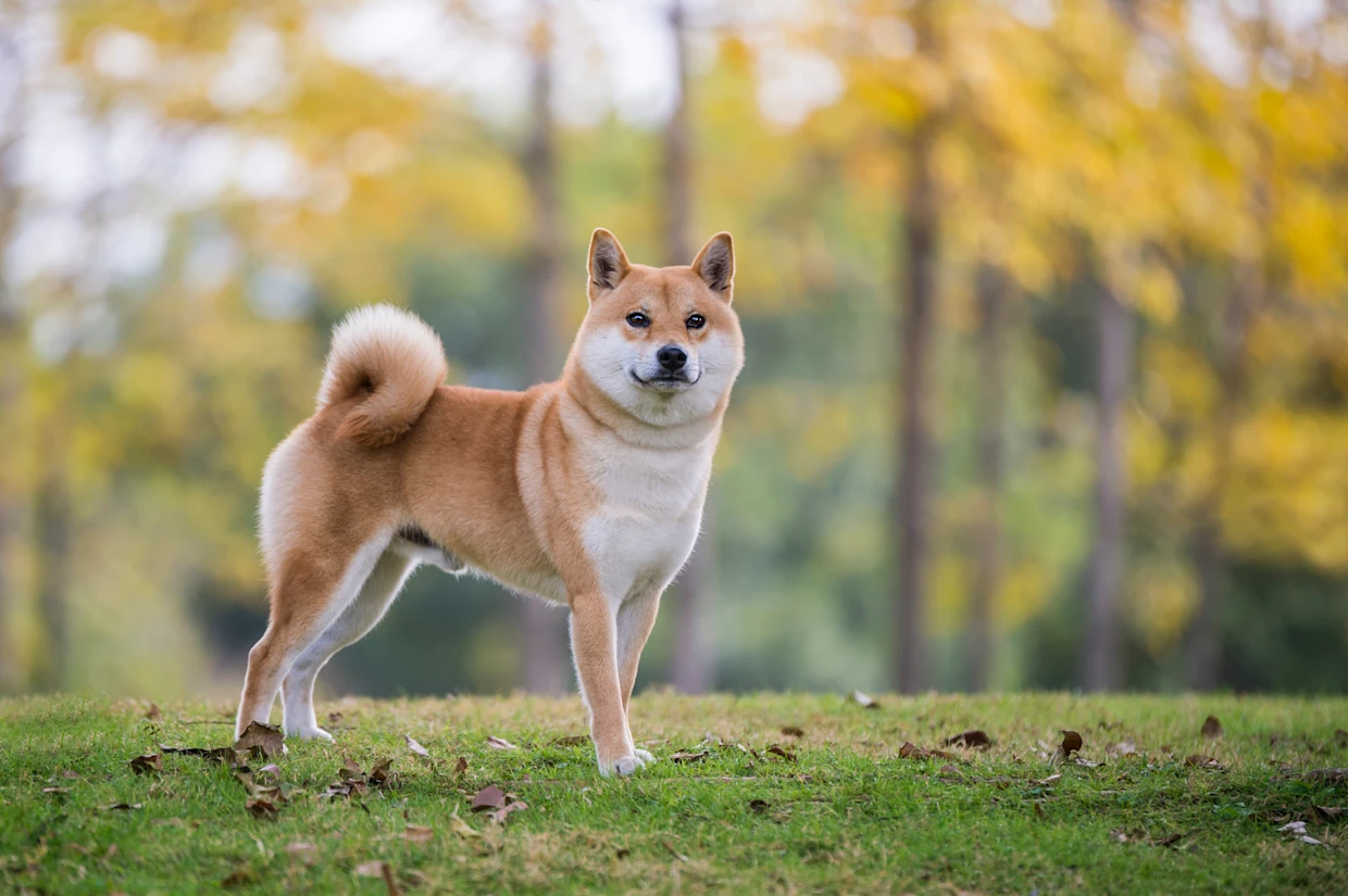 shiba inu