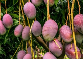 2 paprasti būdai, kaip sunokinti vaisius