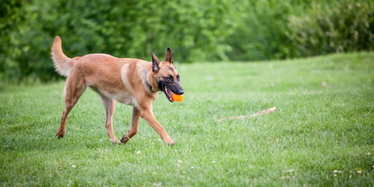 Belgų aviganis (Belgian Malinois)