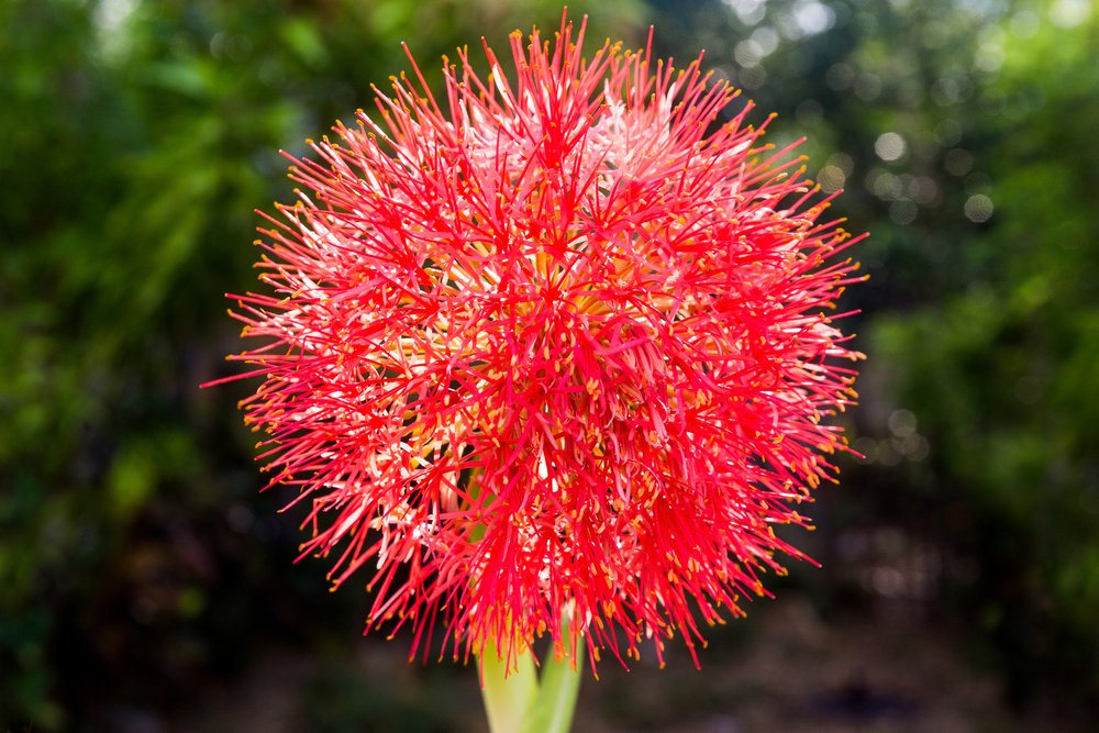 Haemanthus ir „Scadoxus augalų sodinimas ir priežiūra