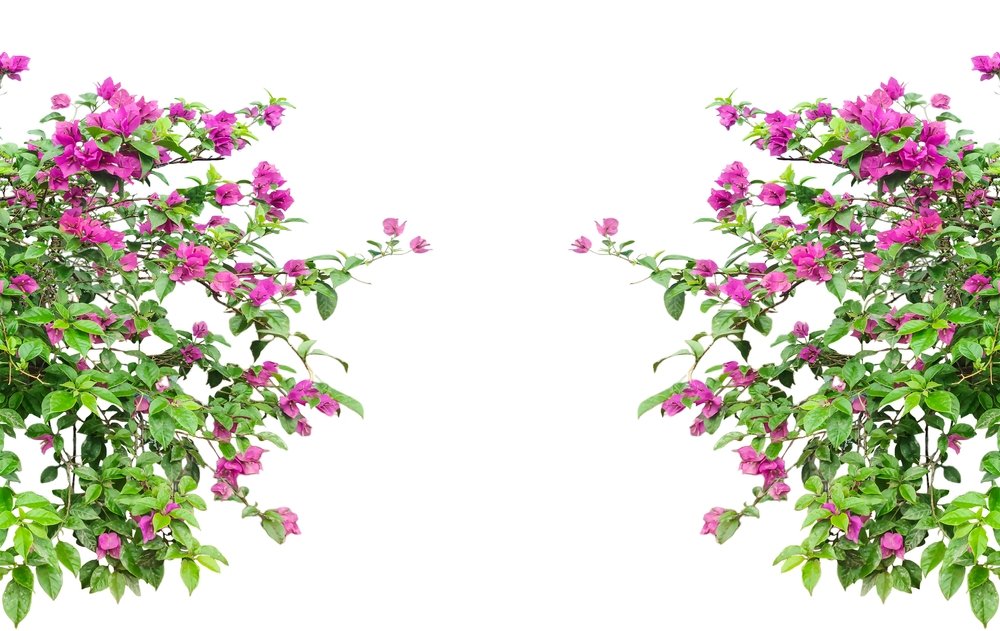 Bougainvileja auginimas ir priežiūra