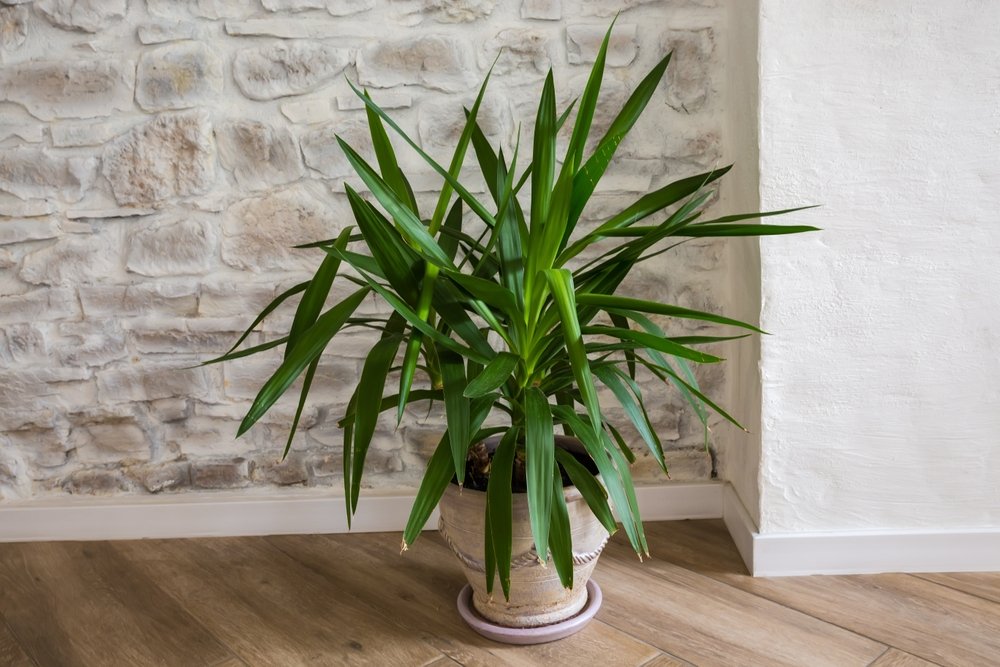 Yucca augalo priežiūra
