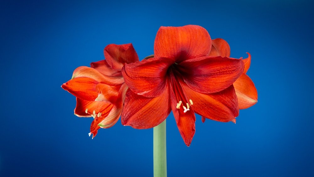 Hippeastrum augalo auginimas, priežiūra ir kiti aspektai
