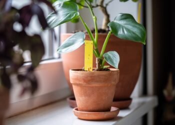 Pagaliau: Paprasta gudrybė, kaip nepražudyti kambarinių augalų