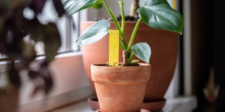 Pagaliau: Paprasta gudrybė, kaip nepražudyti kambarinių augalų