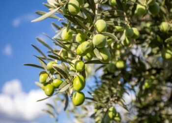 Štai kodėl šviežių alyvuogių nerasite prekybos centre