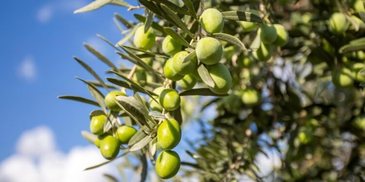 Štai kodėl šviežių alyvuogių nerasite prekybos centre