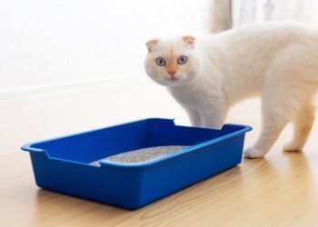 7 netikėti kačių kraiko panaudojimo būdai