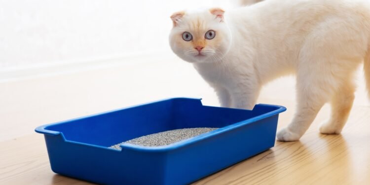 7 netikėti kačių kraiko panaudojimo būdai