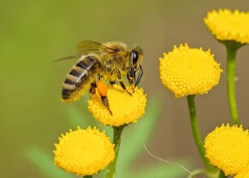Skausmingiausia vieta, kurioje gali įgelti bitė
