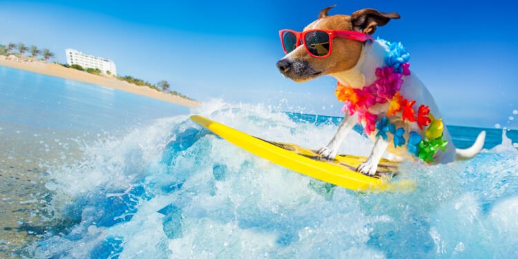 63 linksmiausi šunų juokeliai vaikams, kurie privers kvatoti iš juoko