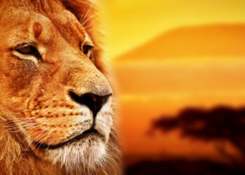 „Liūto karalius“ turi alternatyvią pabaigą – ir ji gąsdinanti