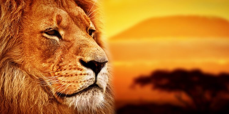 „Liūto karalius“ turi alternatyvią pabaigą – ir ji gąsdinanti