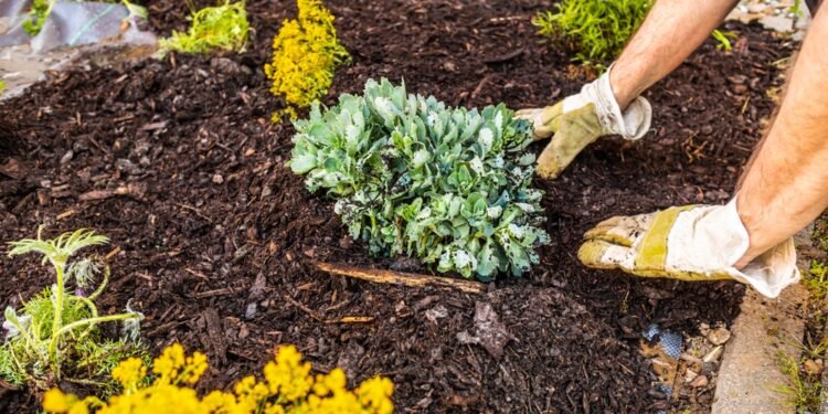 Kaip kovoti su piktžolėmis po krūmais ir medžiais