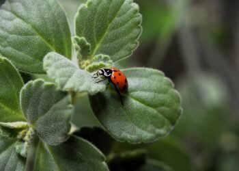 Atsargiai: šios „netikros“ boružės gali jus įkąsti, apdergti ir sutepti drabužius