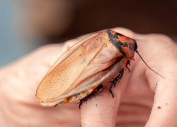 Amerikos miestas, kuriame daugiausia tarakonų