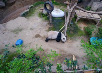 10 dalykų, kuriuos turėtumėte žinoti apie Nacionalinio zoologijos sodo pandas