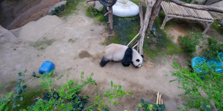 10 dalykų, kuriuos turėtumėte žinoti apie Nacionalinio zoologijos sodo pandas