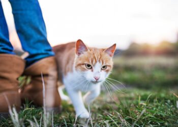 Kodėl katės trinasi prie žmonių? Šio elgesio priežastys
