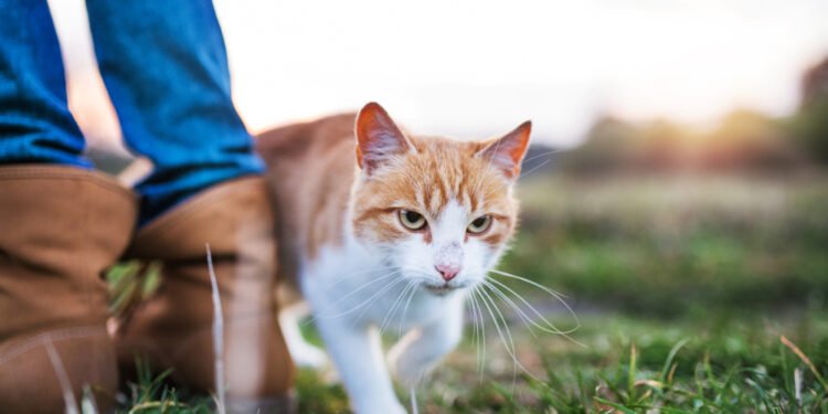 Kodėl katės trinasi prie žmonių? Šio elgesio priežastys