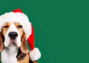 Štai kodėl „Amazon“ „įdarbina“ tūkstančius šunų