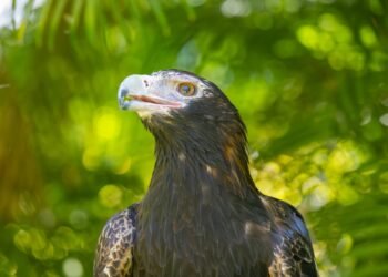 Vienintelis gyvūnas, kuris gąsdino Steve’ą Irwiną