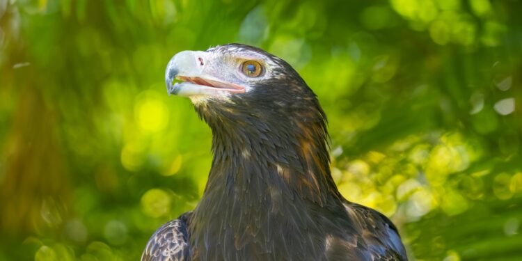 Vienintelis gyvūnas, kuris gąsdino Steve’ą Irwiną