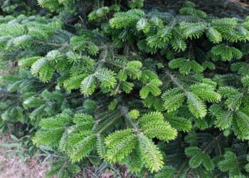 Serialas „Frasier“ sugrįžta: ką jau žinome apie atgaivinimą