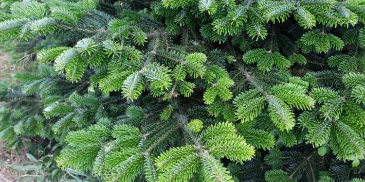 Serialas „Frasier“ sugrįžta: ką jau žinome apie atgaivinimą