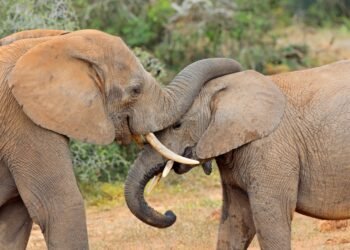 Štai kiek dramblių liko pasaulyje