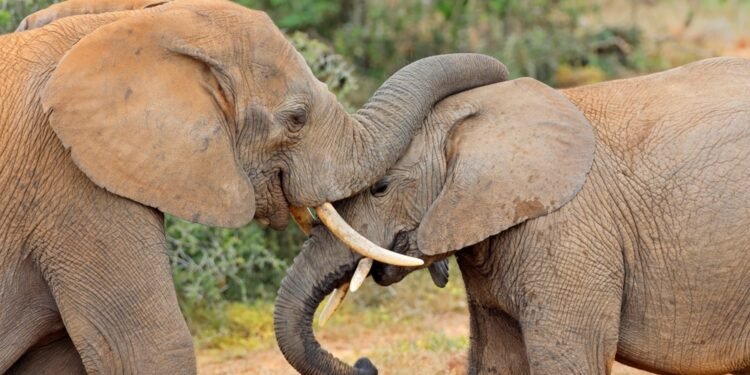 Štai kiek dramblių liko pasaulyje