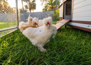 Vištos be narvų ar laisvai laikomos: koks skirtumas?