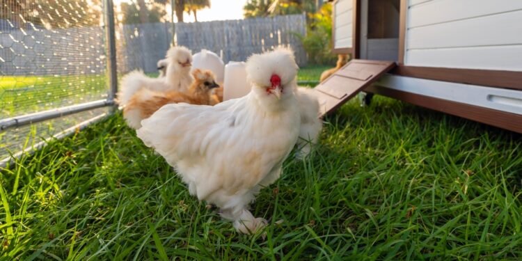 Vištos be narvų ar laisvai laikomos: koks skirtumas?