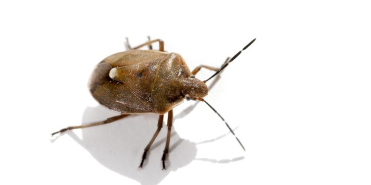 Kaip atpažinti blakes lėktuvo sėdynėje