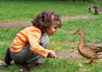 Štai kodėl niekada negalima duoti ančiukams duonos