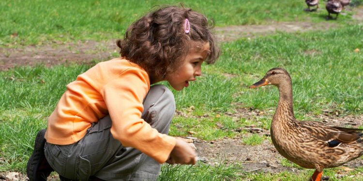 Štai kodėl niekada negalima duoti ančiukams duonos