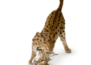 Ar katės yra naktinės? Kodėl jūsų augintinė aktyvi naktį