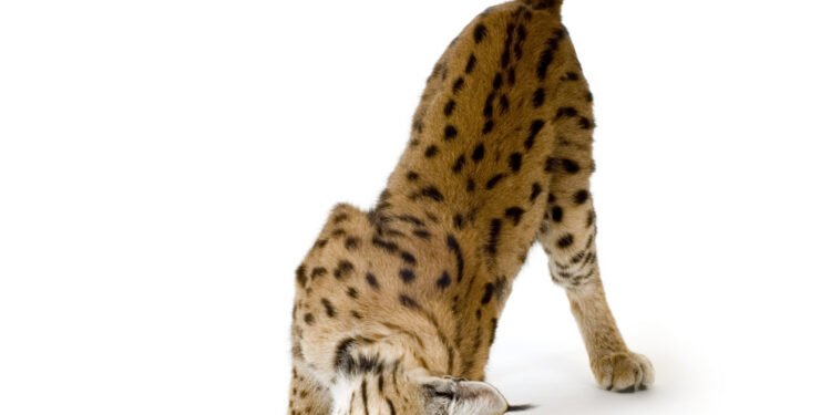 Ar katės yra naktinės? Kodėl jūsų augintinė aktyvi naktį