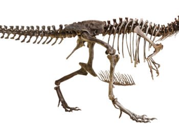 Štai kaip iš tikrųjų skambėjo tiranozaurai