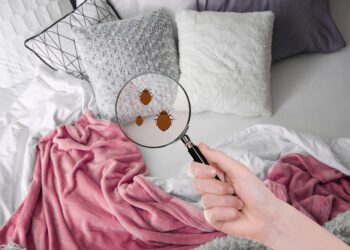 Kaip atpažinti blakes viešbučio kambaryje