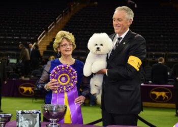 Susipažinkite su Badiu Holiu – šuneliu, laimėjusiu pagrindinį prizą Vestminsterio kinologų parodoje