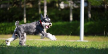 Kodėl šunys voliojasi žolėje ir kaip to išvengti?